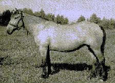ZHEMAICHU